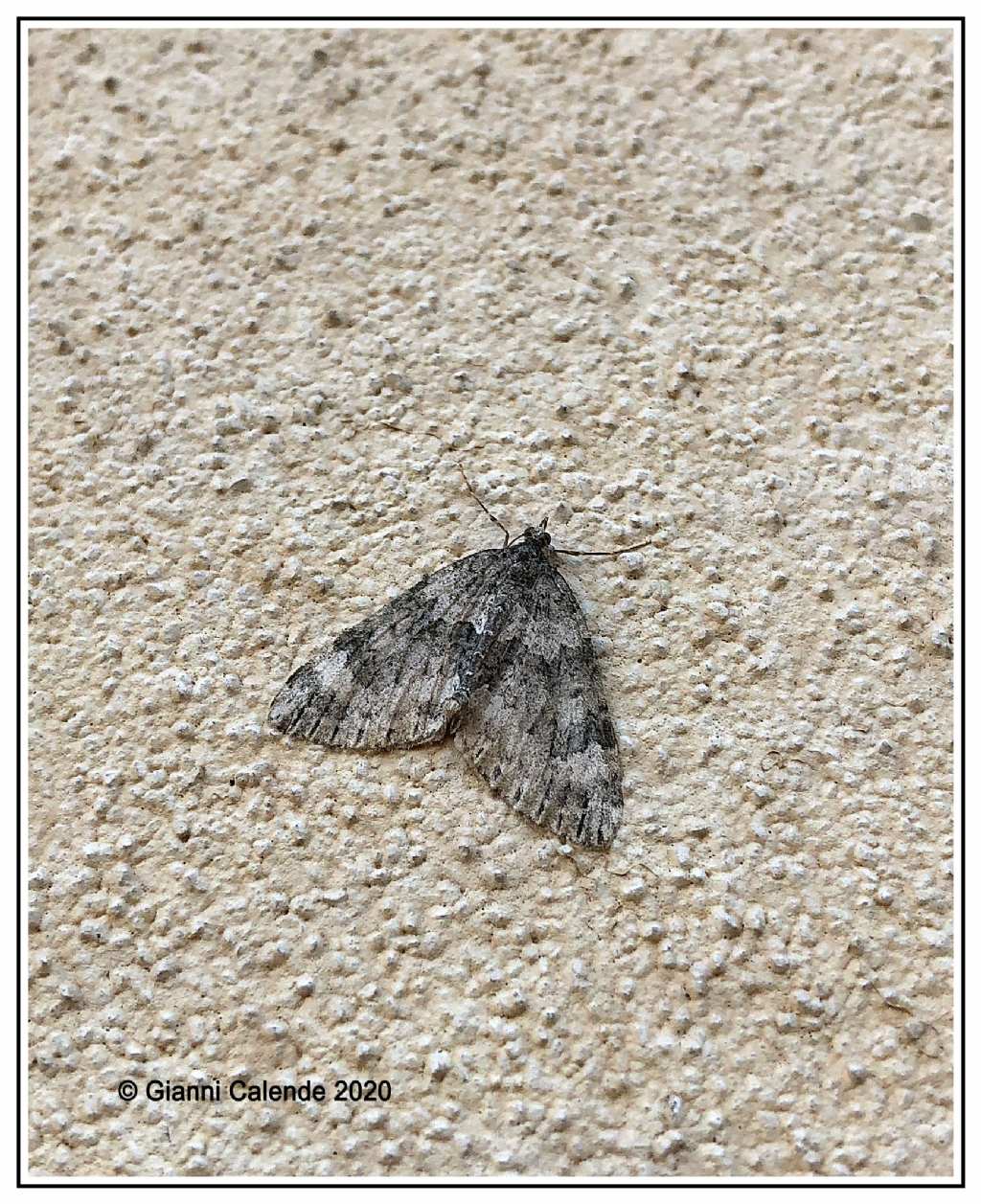 Falena da Id